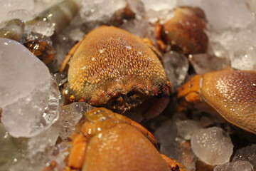 Cicada Crabs are ready for cooking. Whether grilled or steamed, it's delicious.