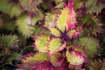 Closeup od red leaves of perilla plant in a public garden