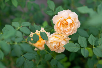 Roses flowers blooming in summer garden, beauty in nature