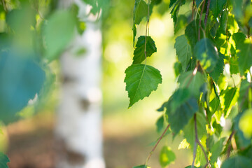 Birch tree growing in summer park, beauty in nature, branches with leaves, detail