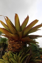 Pineapple plants are used to decorate the garden beautifully.