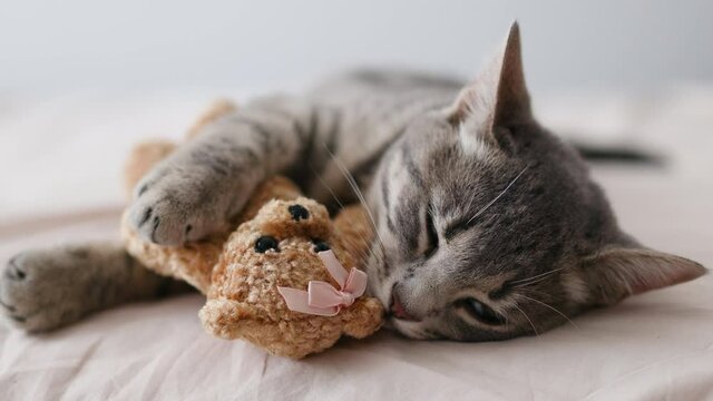 Kitten Sleep On A Cozy Blanket Hug Toy Yellow Bear On Knitted White Bed. Cat Sweet Dreams