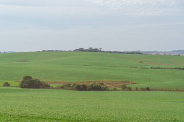 Fototapeta na wymiar Fallow soybean production fields covered by forage