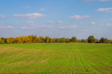 Green empty agro field. Summer landscape