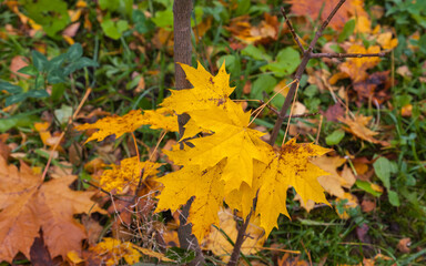 Autumn maple yellow leaves grow on the tree