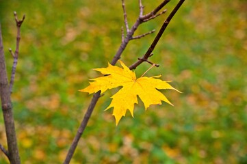 The last maple leaf was left on the tree