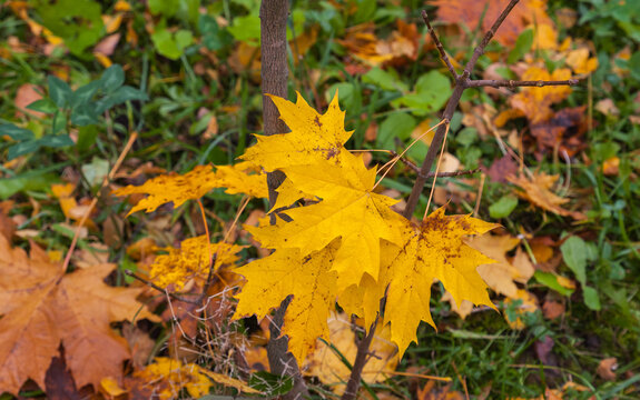 Autumn maple yellow leaves grow on the tree © Valery Kleymenov