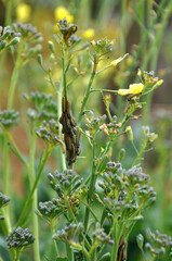 Pieris brassicae larvae. Caterpillars on broccoli..Pieris brassicae larvae is a caterpillar of a...