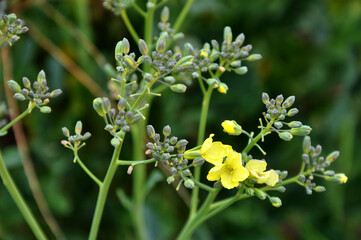 Flowering broccoli..Broccoli flowers in bloom with blurred garden background