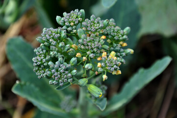 Blooming broccoli..Broccoli flowers in bloom with blurred garden background
