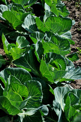 .Organic white cabbage in the garden. A bed of cabbage in the garden or in the vegetable garden. Agriculture.
