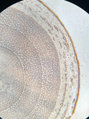 microscopic photo of pine wood structure