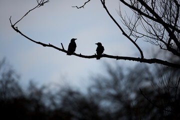 Crows in a Tree