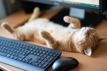 Beautiful young ginger tabby cat well-fed and satisfied sleeps at home working place next to...