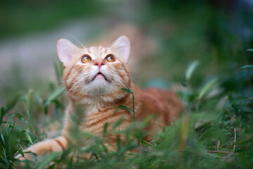 Naklejka na ściany i meble Beautiful young red tabby cat lying in the grass, summer nature outdoor