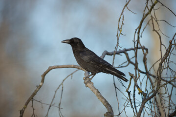 Crow on a branch
