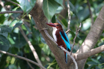 kingfisher on branch