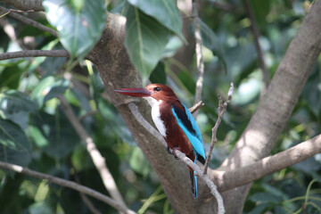 red headed woodpecker