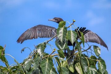 red billed hornbill