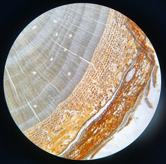 microscopic photo of pine wood structure