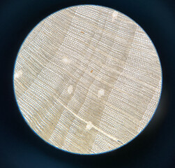 microscopic photo of pine wood structure