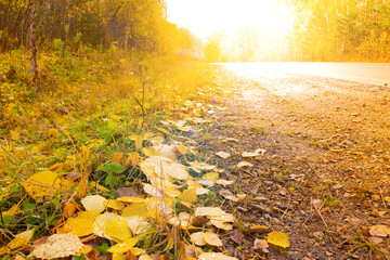 Golden birch leaves covering the roadside on dirt road passing through the autumn forest in sunny...