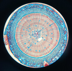 microscopic photo of plant stem structure