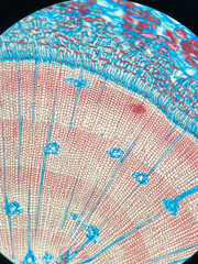 microscopic photo of plant stem structure