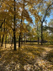 Naklejka premium autumn in the park