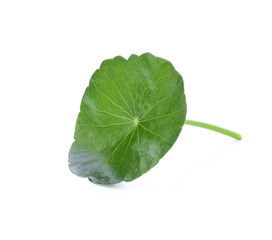 Obraz premium Asiatic Leaf Herb gotu kola, indian pennywort, centella asiatica, tropical herb isolated on white background. ayurveda herbal medicine inhibited or slowed growth of cancer cells Help prevent cancer