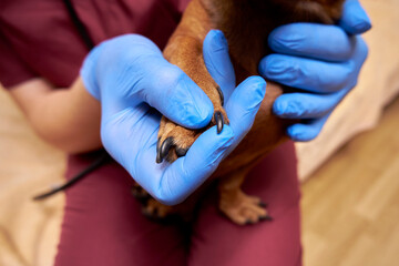 Examination of the dog's claws. Long claws on paws