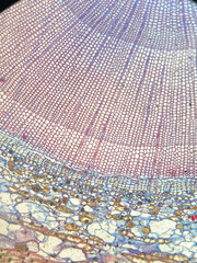 microscopic photo of plant stem structure