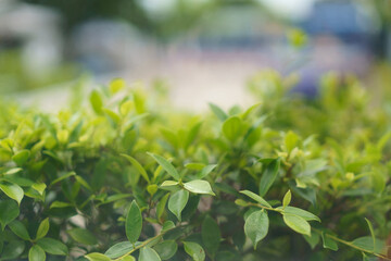 Fototapeta na wymiar Leafy bushes with blurred background