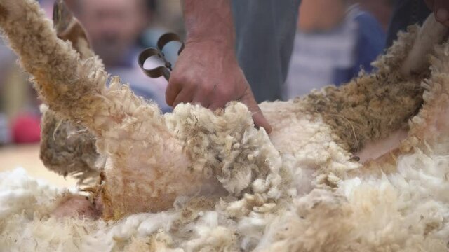 Sheep shearing. Close view male's hands shears sheep by hand. Man shearing sheep by 
scissors. 