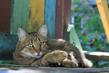 Cat on a children's slide