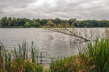 Fallen willow branch protrudes diagonally above the water of a Dutch lake. It is a gloomy day at the end of the summer season with a very cloudy sky.