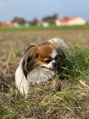Kleiner Hund steht auf einer Wiese am Feldrand und sucht nach Mäusen.
Herbststimmung, Haustier, Spaziergang, Landleben