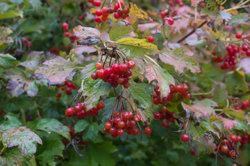 Closeup of viburnum opulus berries on plant in a public garden