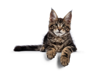 Beautiful Maine Coon cat kitten, laying down facing front with paws hanging over edge. Looking curious towards camera. Isolated on a white background.