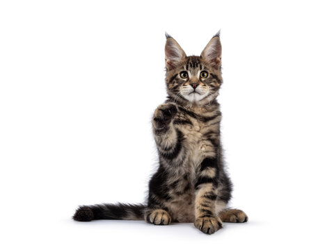 Beautiful Maine Coon cat kitten, sitting facing front with one paw playful in air. Looking with a swet face towards camera. Isolated on a white background.