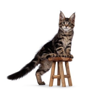 Beautiful Maine Coon cat kitten, stepping on little wooden stool. Looking curious towards camera. Isolated on a white background.