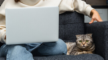 Woman sits on sofa with laptop on her lap, cat lying down next to owner. Work at home, e-commerce,...