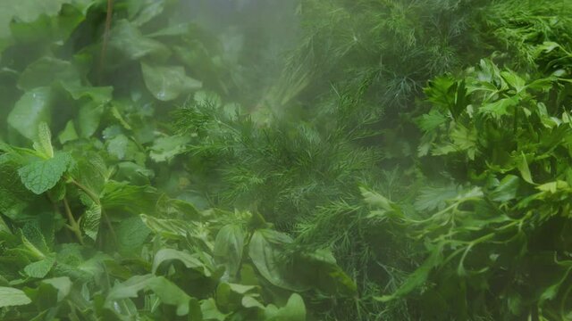 Dill. parsley, cilantro, basil, mint, lettuce, arugula in supermarket. Fresh leafy green vegetables assortment in store refrigerator. Raw organic culinary herbs, seasoning, aromatic leaves
