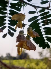 mushrooms in the forest