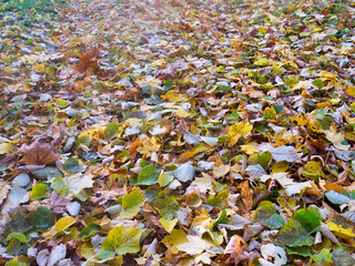 red yellow autumn foliage on the ground