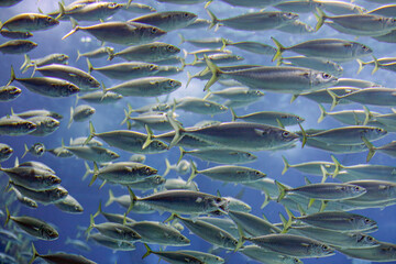 Shoal of mackerel