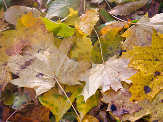 red yellow autumn foliage on the ground