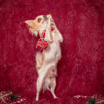 Christmas With A Dog. Chihuahua In A Pose Of Request On A Burgundy Background With New Year's Toys.