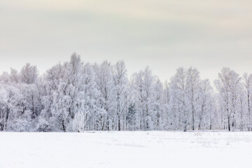Magical winter landscape. Snow cowered trees. Winter in Finland