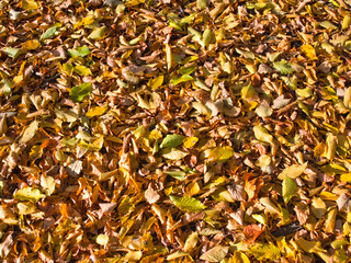 red yellow autumn foliage on the ground
